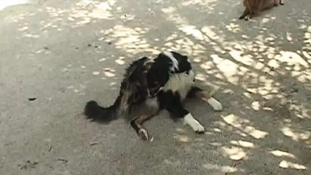 Italian commoners' perversion: Big boobs and asses everywhere