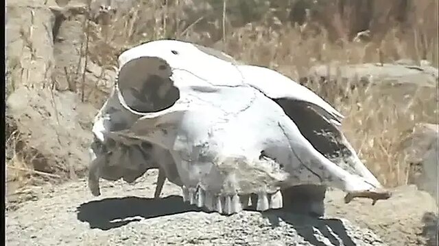 Superior whores with perfect bodies blow cock hard on the rocks