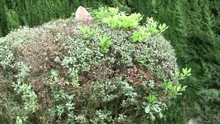 Roleplay - Red Cap Seduced by Horny